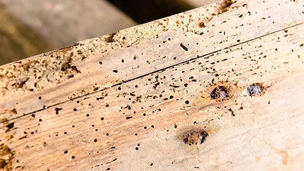 COMO TRATAR LA CARCOMA EN LA MADERA