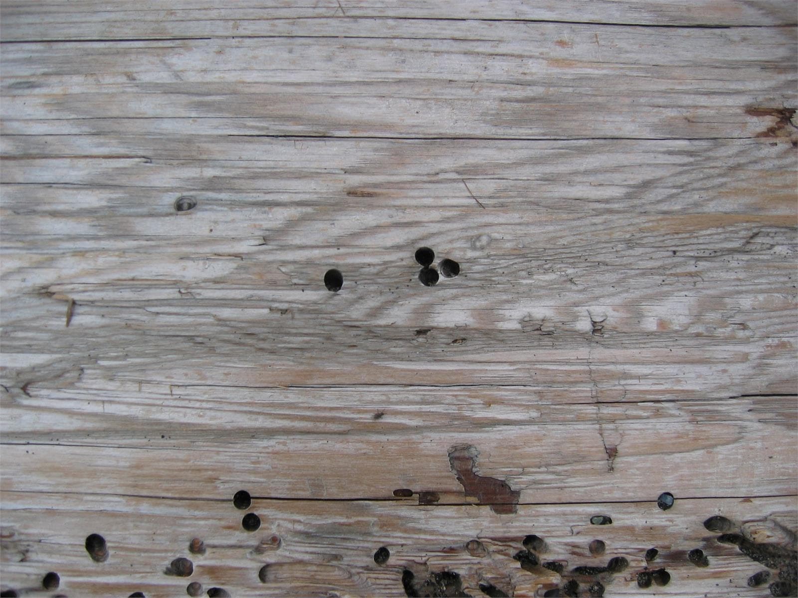 COMO TRATAR LA CARCOMA EN LA MADERA - Imagen 1