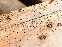 COMO TRATAR LA CARCOMA EN LA MADERA