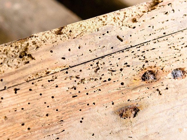 COMO TRATAR LA CARCOMA EN LA MADERA