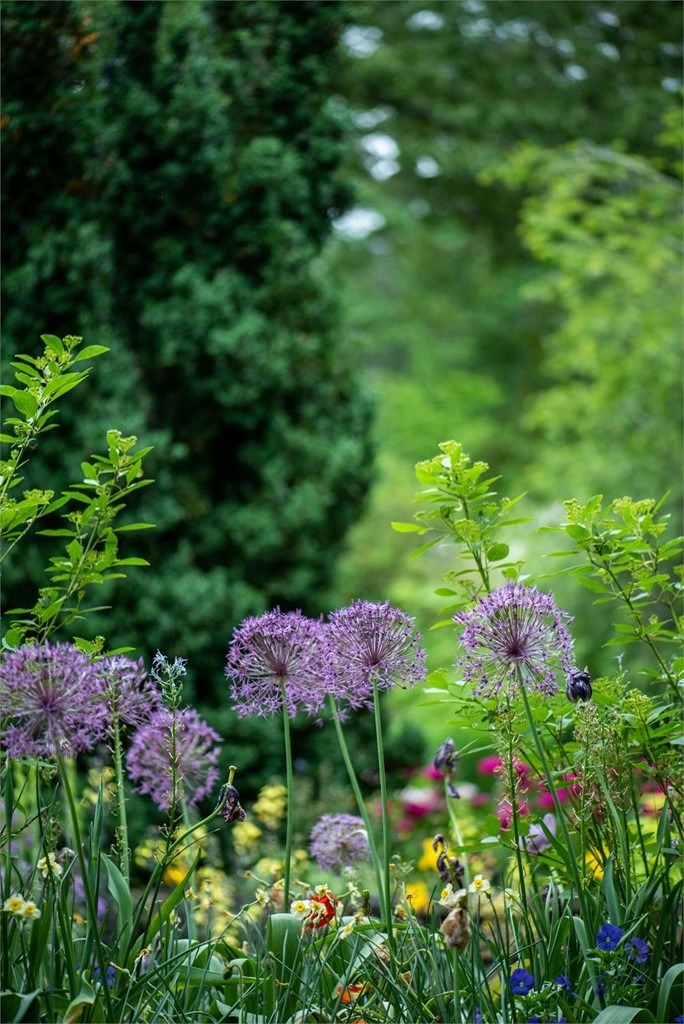 Guía básica para el cuidado del jardín de tu casa