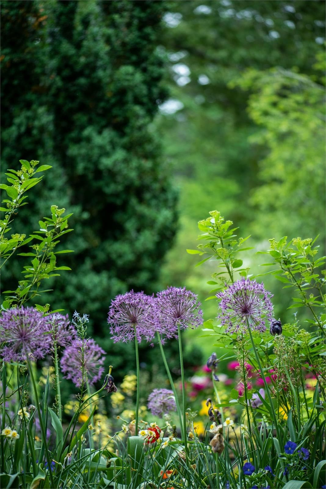 Guía básica para el cuidado del jardín de tu casa - Imagen 1