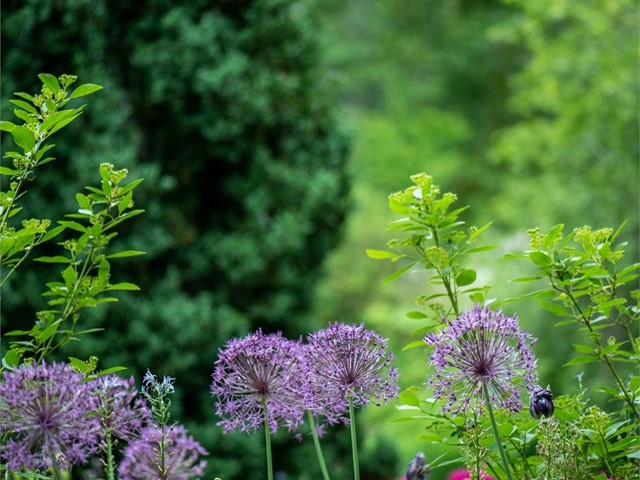 Guía básica para el cuidado del jardín de tu casa