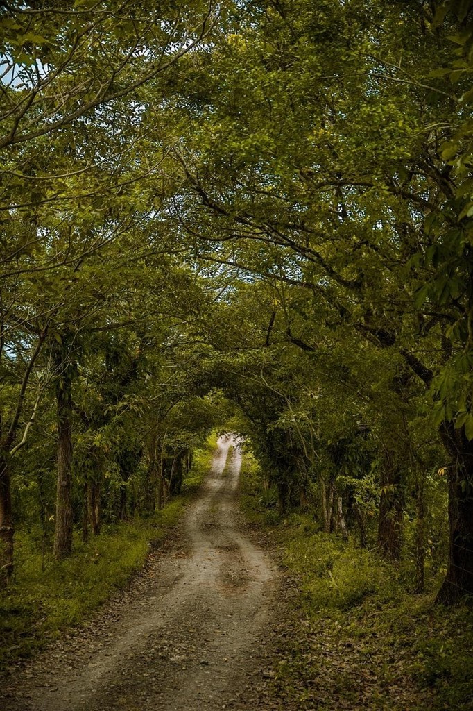 Herramientas de poda